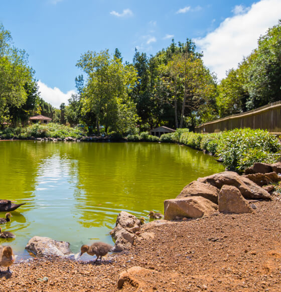 Laguna de Barlovento