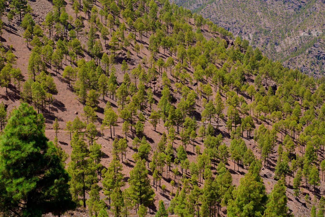 Senderismo en Ruta de las Presas Senderismo en Gran Canaria